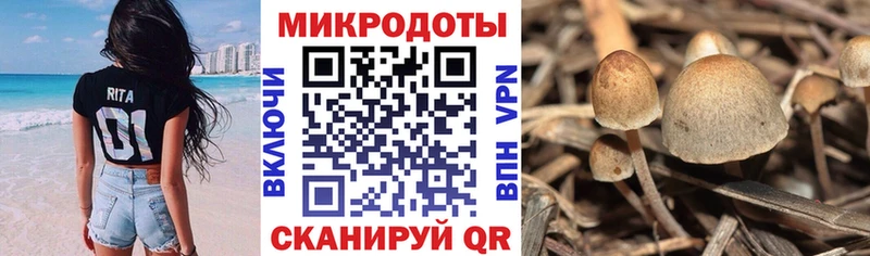 Галлюциногенные грибы Psilocybine cubensis  mega ссылки  Бакал 